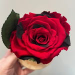 Endless Beauty (Sm.)