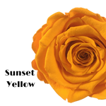 Endless Beauty (Sm.)