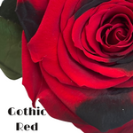 Endless Ace (Special)