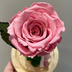 Endless Beauty (Sm.)