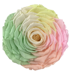 Endless Ace (Special)