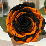 Endless Ace (Special)