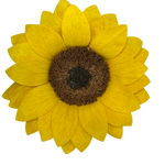 Endless Beauty (Sm.)